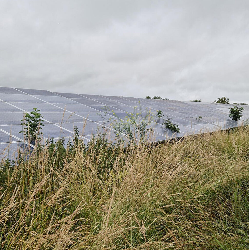 Solarpark von Pflanzen verwachsen vor der Solarparkmahd durch SoluShine Solarreinigung